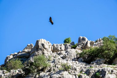 Gaucin Colmenar Malaga Andalusia İspanya 'da Buitreras' ın Doğal Kanyonunda Uçan Akbabanın Muhteşem Manzarası