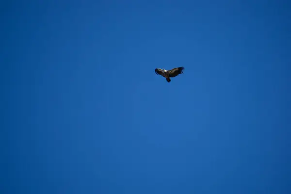 Gaucin Malaga 'da Gaucin De Las Buitreras Kanyonu üzerinde Doğa ile çevrili bir akbabanın dramatik görüntüsü.