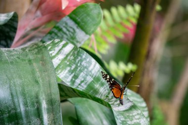 Heliconius Ismenius Kelebek 'in Yeşil Yaprak Üzerinde Canlı Tropikal Yaşam Alanında Yakın Çekimi