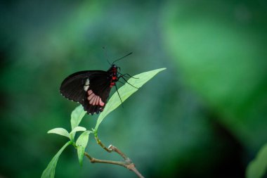 Mormon Kelebek Papilio Politikaları Doğal Tropikal Alandaki Canlı Yeşil Yapraklar Üzerinde Dinleniyor