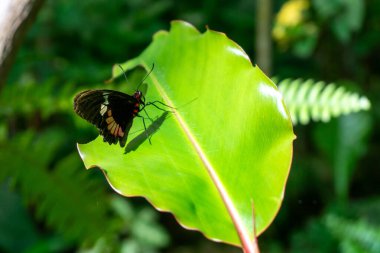 Büyüleyici Mormon Kelebek Papilio Polytes Tropikal Doğa 'da Yeşil Yapraklar Üzerinde Zarifçe Dinleniyor