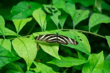 Güzel Heliconius Charithonia Kelebeği yemyeşil bir doğal ortamda eşsiz çizgili kanatlarını sergiliyor.