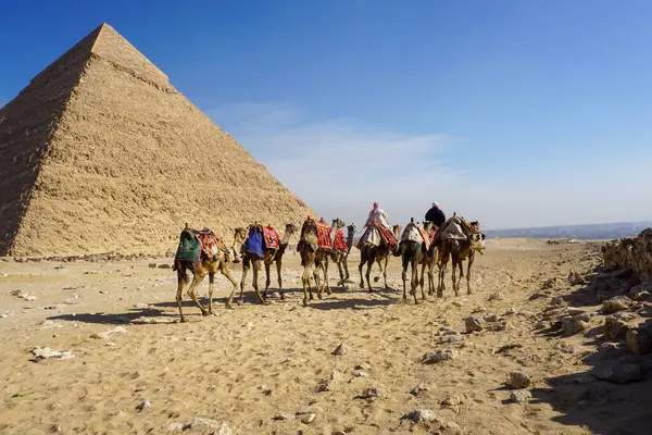 Giza Çölü 'nde, Khafre Piramidi' nin altında güneşin altında yürüyen develer.
