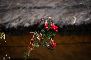 Isla del Sol Gölü 'ndeki Parlak Kırmızı Kantua Çiçeği Titicaca Bolivya Kutsal İnka Çiçeği Yüksek İrtifa Andean Manzarasında Gelişiyor