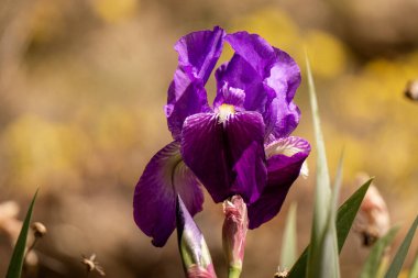 Canlı Bir Iris Germanica Çiçeğinin Yakın Çekimi Zarif Mor ve Sarı Yapraklarla Dolu Çiçek