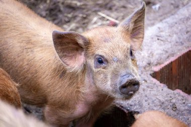 Geleneksel bir kırsal alanda dikilirken Temiz havanın tadını çıkaran masum gözlü küçük pembe domuzcuk.