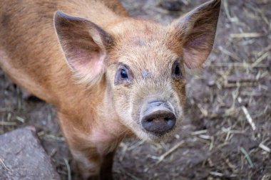 Genç Yaban Domuzu, Sabah Işığında Nazik İfade ve Küçük Toynaklarıyla Kırsal Bir Çiftliği Keşfediyor