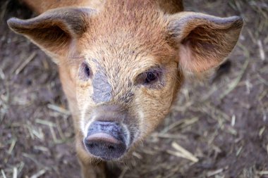 Pembe Burunlu Şirin Küçük Domuz ve Kırsal bir Çiftlikte Yürüyen Yumuşak Kulaklı Pembe Domuz Etrafı Pipetle çevrili