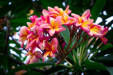Plumeria Rubra (Frangipani) in Full Bloom with Vibrant Flowers in a Beautiful Garden in Bolivia, Perfect for Tropical Landscape Fotoğrafçılık