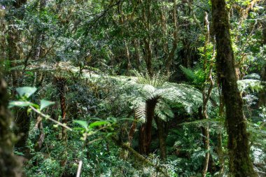 Amboro Ulusal Parkı 'ndaki Samaipata Bolivya' daki devasa eğreltiotları. Etrafı sis ve yeşilliklerle çevrili.