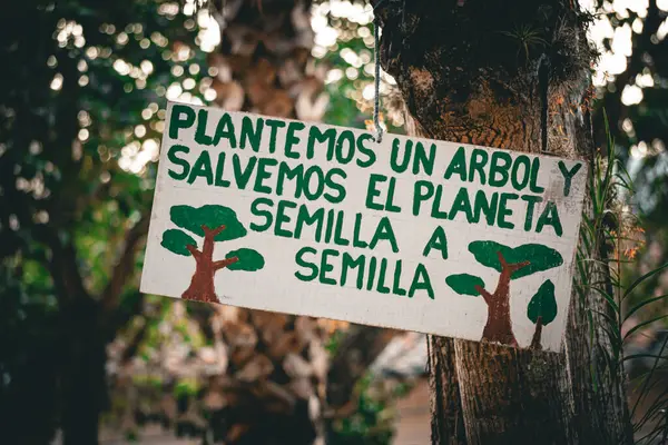 Samaipata Bolivya 'nın ana meydanındaki ağaçlarda Çevresel Bilinç ve Yeşil Aktivizmi teşvik eden arkadaşça mesajlar sergilendi