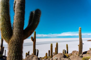 Bolivya 'nın Salar de Uyuni kentindeki Incahuasi Adası' nın panoramik manzarası, Antik Kaktüs ve Dünya 'nın En Büyük Tuzlu Düzlüğü