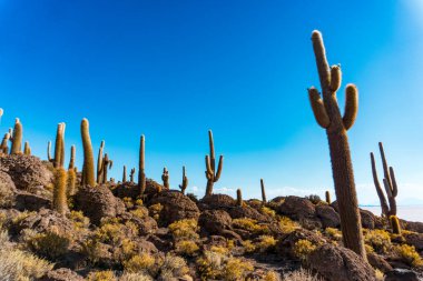 Salar de Uyuni, Bolivya 'daki Incahuasi Adası' nın nefes kesici manzarası. Etrafı Beyaz Tuz Düzlükleri ve Kule Kaktüsleriyle çevrili.