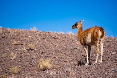 Atacama Çölü 'ndeki görkemli Guanaco. Güney Amerika' nın haşin güneşinin altında kıraç araziler ve sonsuz ufuklarla çevrili.