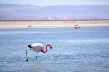 And flamingosu, Atacama Çölü 'ndeki Laguna Chaxa' nın sığ sularında berrak mavi gökyüzünün altında duruyor.