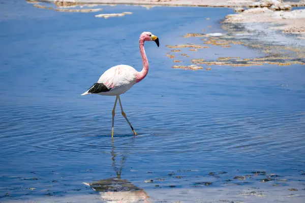 Andean Flamingo, Laguna Chaxa, Atacama Çölü, Şili 'de Güney Amerika And Dağları' nın uzak bir vahşi yaşam ortamında yansıtılır.
