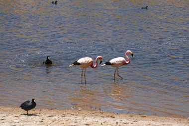 İki flamingo, Şili 'nin Atakama Çölü' nde Fulica devi çayıyla birlikte bir gölde duruyor.