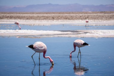 Flamingolar Laguna Chaxa 'nın Vahşi Manzarası ve Pembe Kuşları Atacama Çölünde, Şili