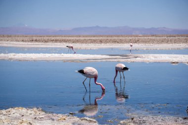 Atacama Çölü 'nün Serene Laguna Chaxa' sında Pembe Kuşlar Suya Yansıyor