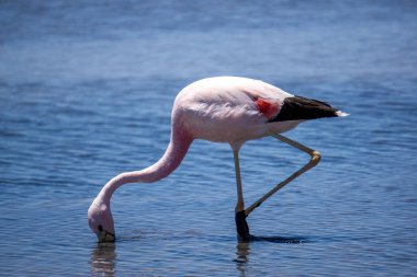 Flamingolar ve çöl manzaraları Şili 'de şaşırtıcı bir doğal yaşam alanı olan Laguna Chaxa' da.
