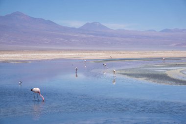 Atacama Çölü 'ndeki Laguna Chaxa Bataklıklarında Güzel Flamingo Sahnesi