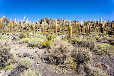 Salar de Uyuni 'deki Incahuasi Adası' nın Sayısız Dev Kaktüsü ve Engin Çöl Manzarası 'yla yakın görüntüsü