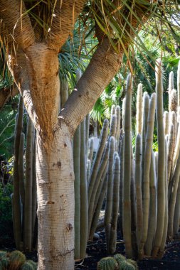 Ünlü Garcia Sanabria Park Santa Cruz de Tenerife 'de Tropikal Kaktüs ve Palmiye Ağaçları, Kanarya Adaları