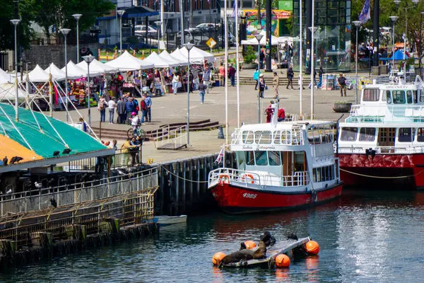 Şili 'deki Calle-Calle Nehri kıyısındaki Valdivia Fluvial Market' te Vahşi Yaşam ve Taze Deniz Ürünleri