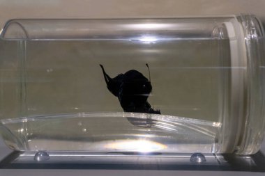 Melanocetus johnsonii 'nin bir diğer örneği, Black Seadevil ya da açık deniz fener balığı olarak da bilinir, Santa Cruz de Tenerife, Kanarya Adaları' ndaki Doğa ve Arkeoloji Müzesi 'nde sergilenir. Te açıklarında nadir bulunan balıklar bulundu.