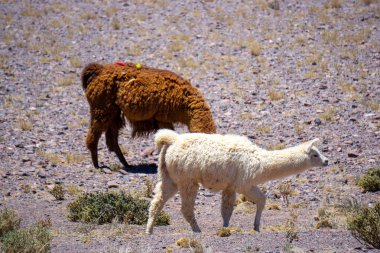 Atakama Çölü 'nde, arka planda şiddetli manzarası ve dağları olan bir çift lama.