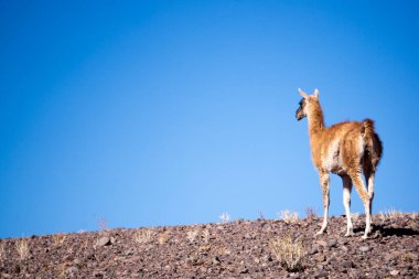 Yerli Guanaco (Lama Guanicoe) Çorak ve Rüzgarlı Atakama Çölü Ovalarını, Kuzey Şili 'yi, Sert Koşullar ve Vahşi Sahne Ortası' nı Keşfediyor