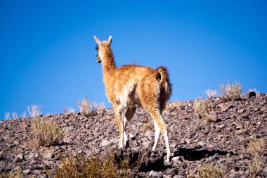Lone Wild Guanaco (Lama Guanicoe) Dünyanın en kurak ekosistemlerinden biri olan Şili 'nin Atakama Çölü' nün Rocky Peyzajı 'nda zarifçe ilerliyor.