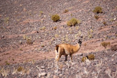 Lone Wild Guanaco (Lama Guanicoe) Dünyanın en kurak ekosistemlerinden biri olan Şili 'nin Atakama Çölü' nün Rocky Peyzajı 'nda zarifçe ilerliyor.