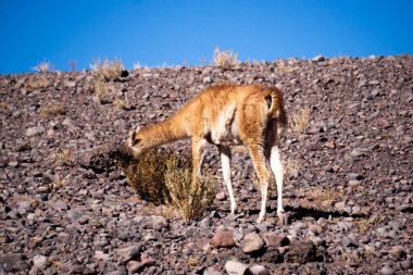 Vahşi Guanaco (Lama Guanicoe) Atacama Çölü, Kuzey Şili 'nin çorak arazisinde bulunan ve dünyanın en sert iklimlerinden birinde hayatta kalan