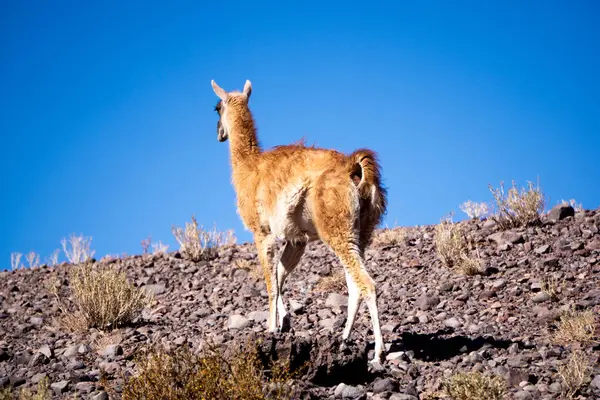 Lone Wild Guanaco (Lama Guanicoe) Dünyanın en kurak ekosistemlerinden biri olan Şili 'nin Atakama Çölü' nün Rocky Peyzajı 'nda zarifçe ilerliyor.