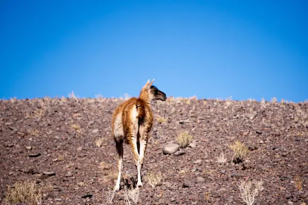 Yalnız Guanaco (Lama Guanicoe) Şili 'nin Atacama Çölü' nün Kuru ve Rocky Arazisinde Güney Amerika And Dağları Bölgesi 'nde geziniyor.