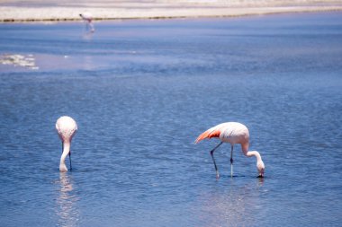 Şili ve Andean Flamingoları (Phoenicopterus Chilensis, Phoenicoparrus Andinus), Arid Scenery tarafından çevrelenmiş Atacama Çölü, Kuzey Şili 'deki bir tuz gölünde bulunur.