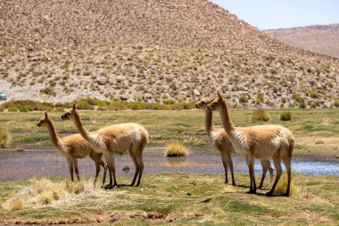 Güney Amerika 'nın And Dağları' ndaki Şili Atacama Çölü 'nün Uzak ve Sert Çevresi' nde (Wild Group of Vicuna) Vicugna vicugna