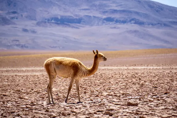 Uzak, Atakama Çölü, Şili 'nin Sert Çevresi' nde, Vahşi Yaşamın Zarafetini Olağanüstü Koşullarda Yakalayan Yalnız Andean Vicuna (Vicugna vicugna)