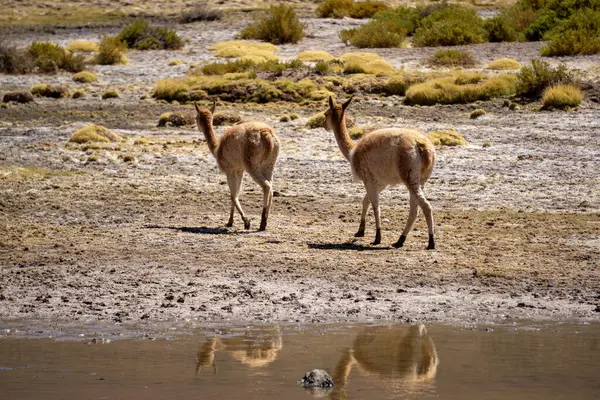Arid Atacama Çölü, Kuzey Şili 'de Yürüyen ve Sığ Bir Havuz,