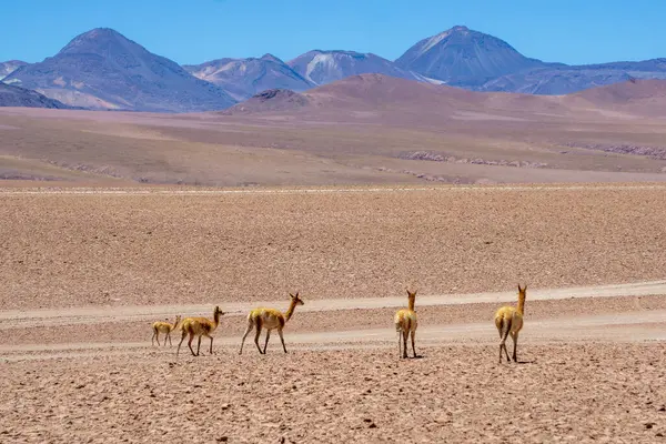 Andean Vicunas sürüsü (Vicugna vicugna) Kuzey Şili 'deki Atacama Çölü' nün kuru ovalarında özgürce hareket ediyor.
