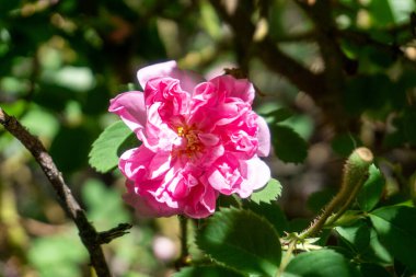 Şili bahçesinde çekilen, yumuşak pembe yapraklı, çiçek açan bir Şam gülünün (Rosa Damascena) detaylı bir yakın çekimi. Kozmetik alanındaki parfümü ve kullanımıyla tanınan bu çiçek güzellik, romantizm ve botanik mirasını sembolize eder.