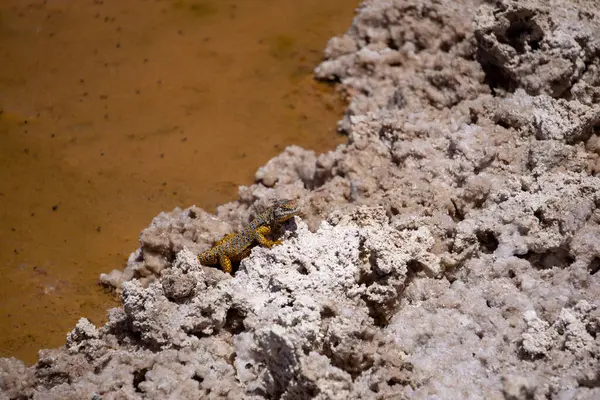 Nadir bir Fabiani kertenkelesi (Liolaemus fabiani), Şili Atacama Çölü 'ne özgü doğal ortamında sergilenir..