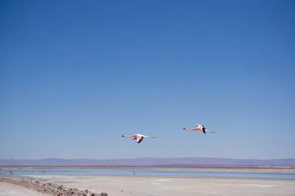 Şili flamingoları, Şili 'nin Laguna Chaxa şehrinde, sakin ama yüksek irtifadaki Atacama çölünün engin ve haşin güzelliğine karşı uçuyor.