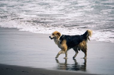 Güneşli bir günde okyanusta gezinen yalnız bir köpek plaj esintisinin ve sakin bir sahil sahnesindeki dalgaların sesinin tadını çıkarıyor.