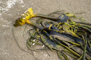 Cochayuyo Seaweed, Şili 'de ücra bir sahilde Ashore' u yıkadı. Güney Pasifik sahil şeridinin eşsiz deniz biyolojik çeşitliliğini gözler önüne serdi.