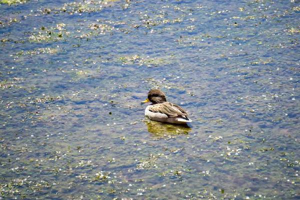 Pato Jergon Chico (Anas flavirostris) Atacama Çölü 'nün uzak bir gölünde, Şili' nin sulak arazilerinde Vahşi Yaşam Sert Koşullar Altında