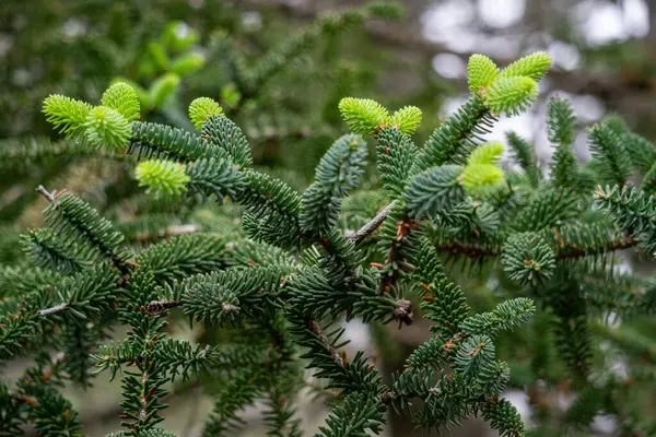 Soyu tükenmekte olan İspanyol köknar ağacı Abies pinsapo 'nun Sierra Bermeja, Estepona' daki yeni bahar tomurcuklarının yakın plan makro görüntüsü..