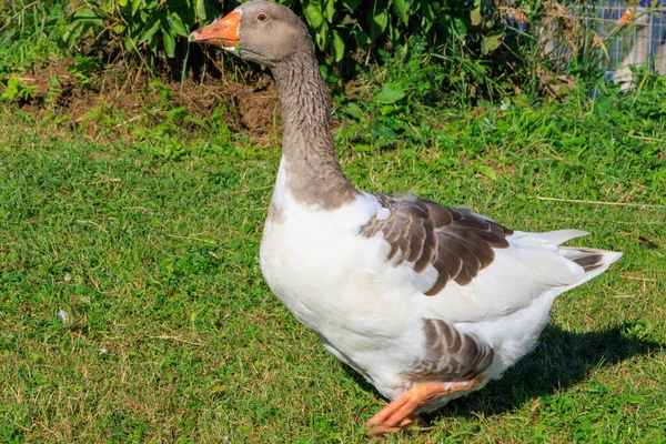 Latvia. Rabbit town. Goose.The domestic goose is a domesticated form of waterfowl descended from the gray goose and the swan goose, with which it forms common species. As a rule, domestic geese are incapable of flight.