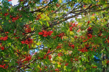 Kuldiga Town Garden & Sculpture Park.A small very clean and well maintained park with sculptures.